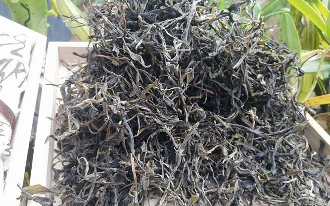 南糯山古树茶特点
