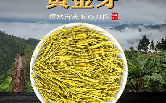 黄金芽茶叶产地及价格 黄金芽茶叶产地及价格