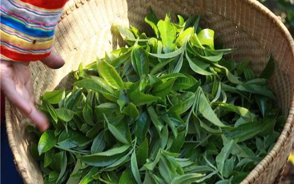 几斤鲜茶叶能做一斤干茶 几斤鲜茶叶能做一斤干茶