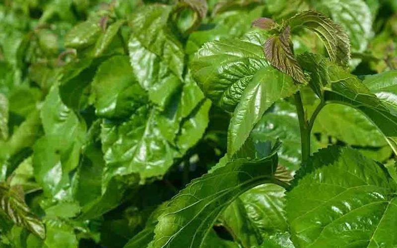 桑叶茶又叫短命茶