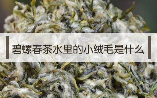 茶水里像绒毛一样的东西