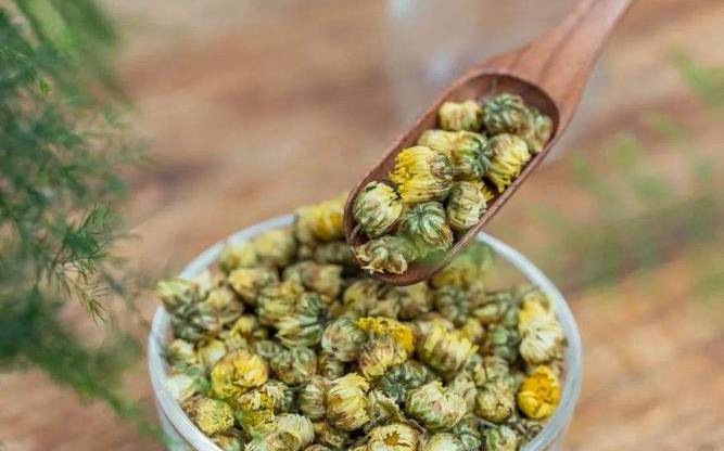 胎菊能天天喝吗 胎菊能天天喝吗
