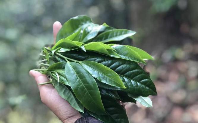 布朗山古树茶特点 布朗山古树茶特点