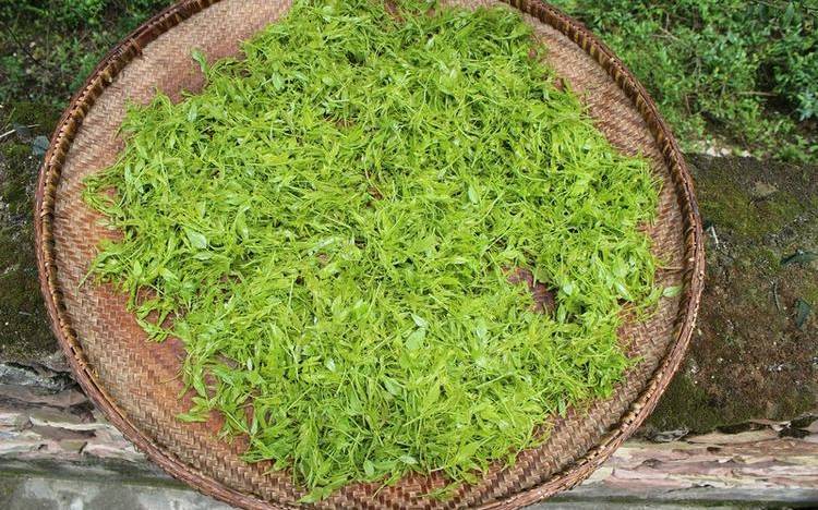 野生莓茶市场价是多少
