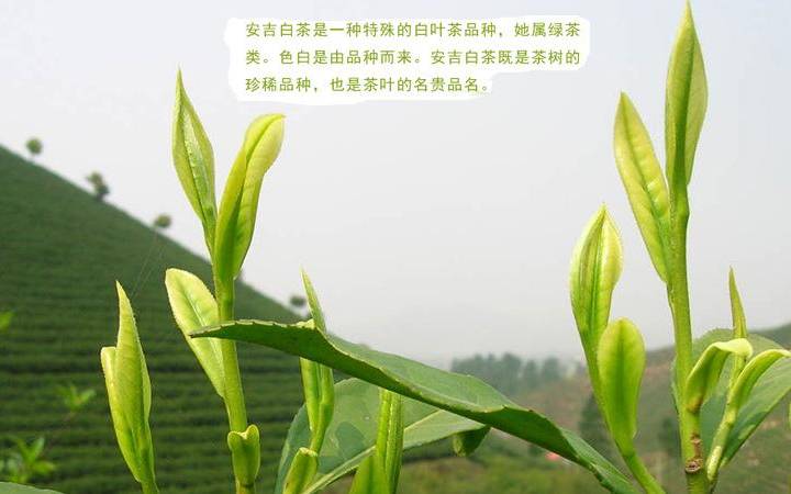 珍稀白茶和安吉白茶 珍稀白茶和安吉白茶
