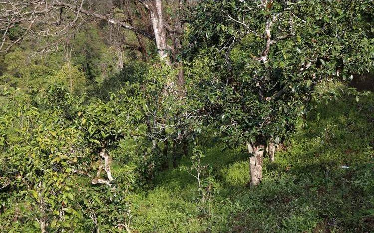 坝歪古树茶口感特点 坝歪古树茶口感特点
