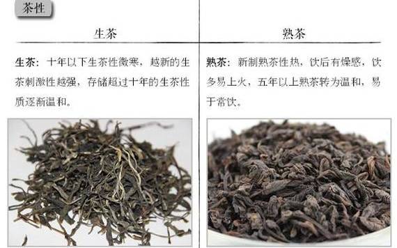 云南普洱茶生茶和熟茶的区别