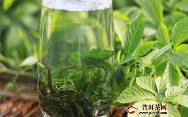 我喝绞股蓝近两个月
