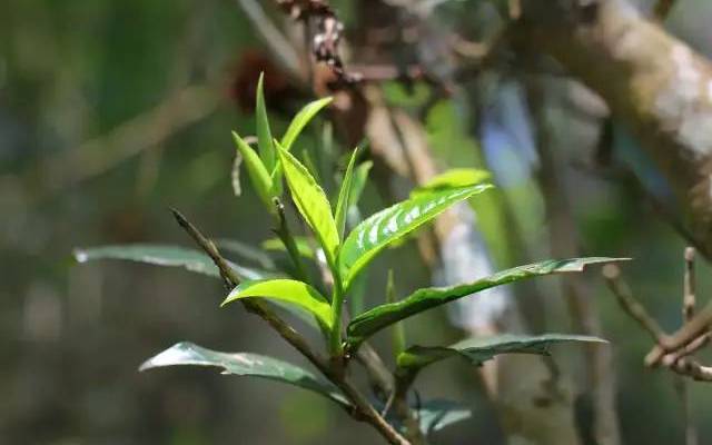 勐宋古树茶特点