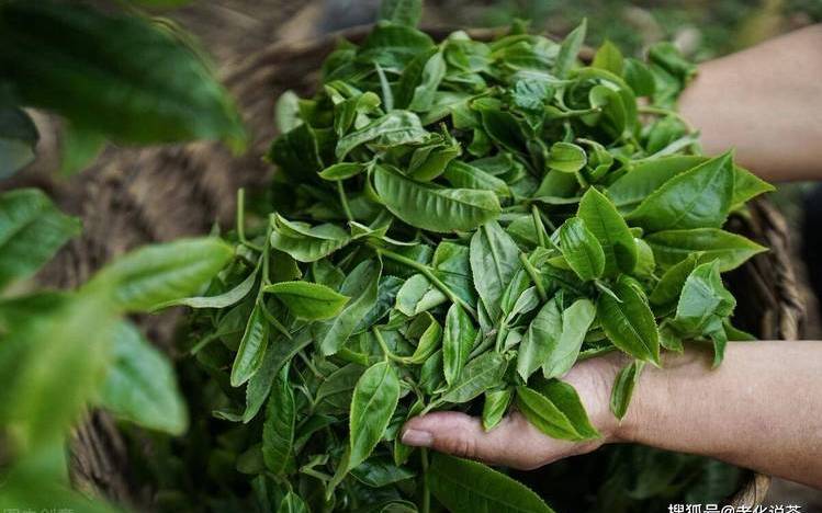 云南大叶种晒青毛茶 云南大叶种晒青毛茶