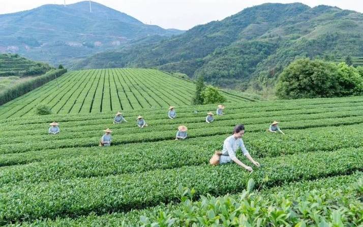 铁观音产地在哪里 铁观音产地在哪里