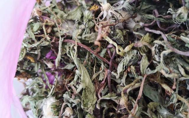 蒲公英怎么晒干的做法 蒲公英怎么晒干的做法