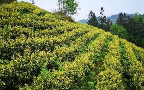 黄金芽茶叶产地 黄金芽茶叶产地