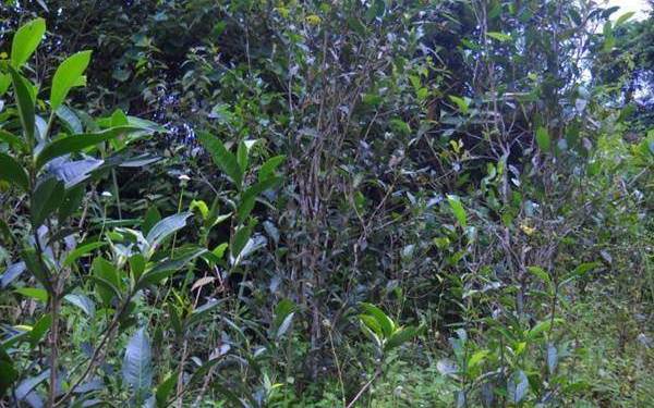 曼松古树茶口感特点 曼松古树茶口感特点