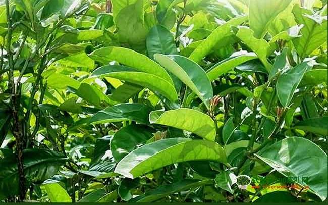 苦丁茶有什么作用和功效 苦丁茶有什么作用和功效