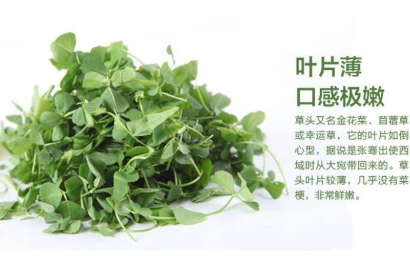 草头的功效与作用 草头的功效与作用