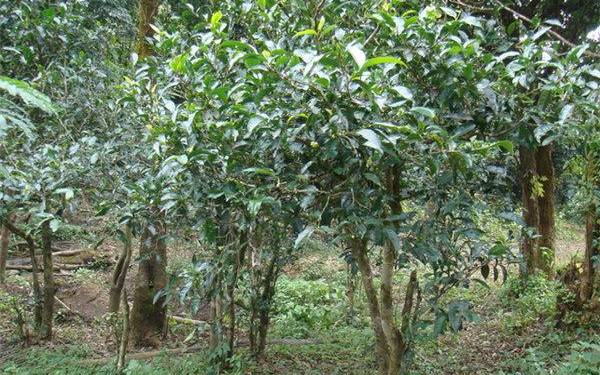 大叶茶是什么树 大叶茶是什么树