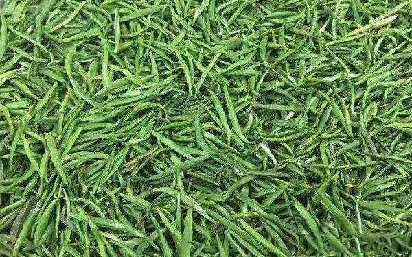 雀舌茶产地是什么地方 雀舌茶产地是什么地方