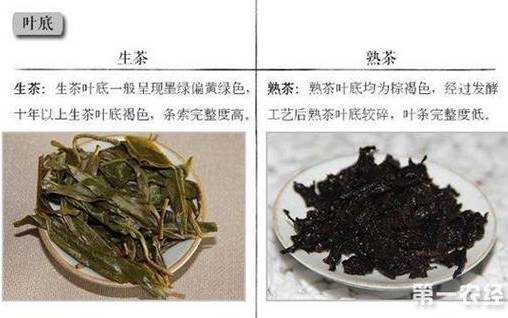 普洱熟茶和生茶有什么区别