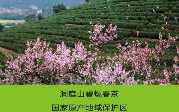 碧螺春茶叶的产地 碧螺春茶叶的产地