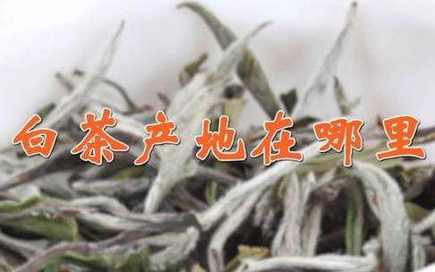 白茶产于我国哪个省 白茶产于我国哪个省