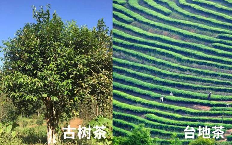 古树茶与台地茶的区别