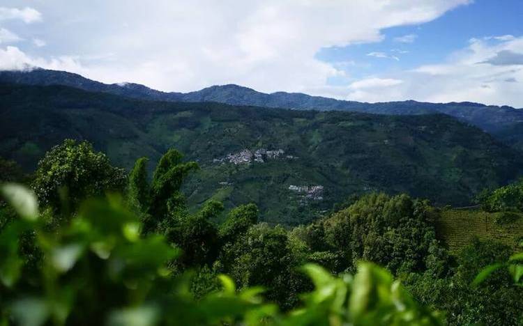 临沧茶区有哪些山头 临沧茶区有哪些山头