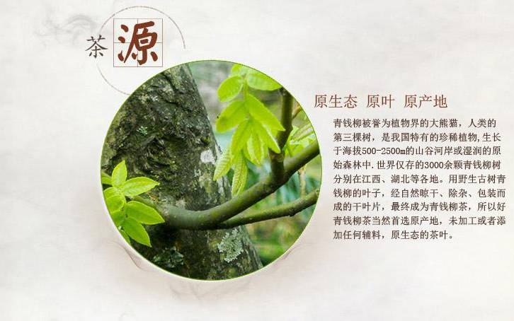 什么人不能喝青钱柳茶 什么人不能喝青钱柳茶