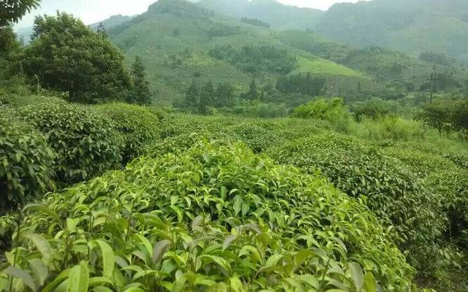 石崖茶的功效与作用 石崖茶的功效与作用