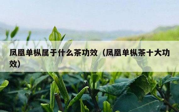 凤凰单枞茶十大功效