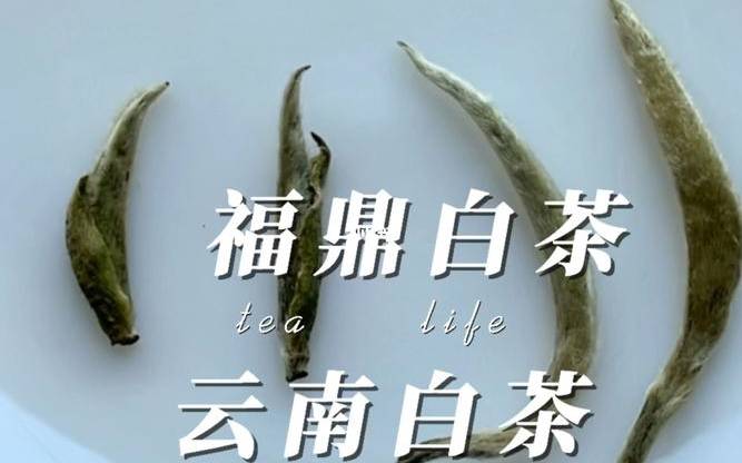 云南白茶与福建白茶的区别