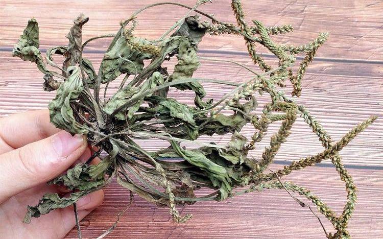 车前草晒干能泡水喝吗