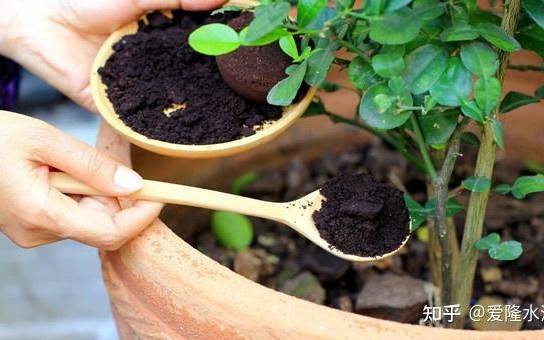 茶叶渣可以做花肥吗