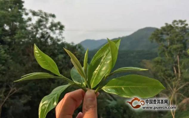 忙肺古树茶属哪个产区 忙肺古树茶属哪个产区