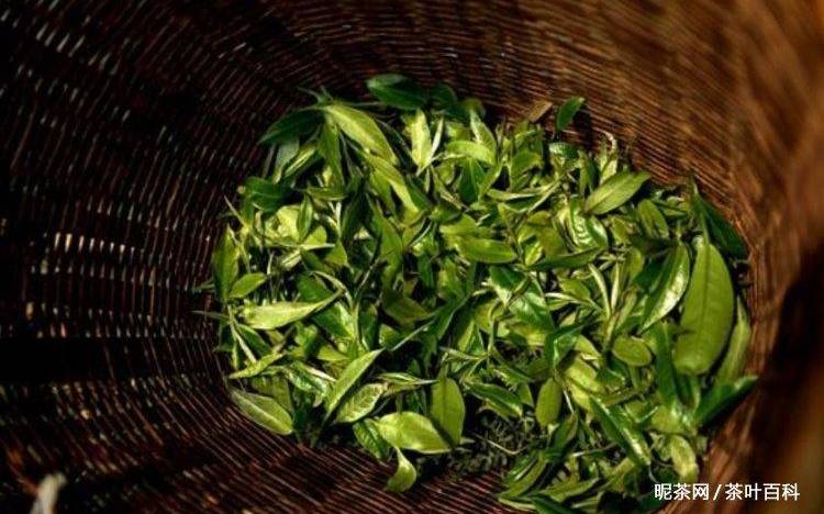陈茶叶有什么用途