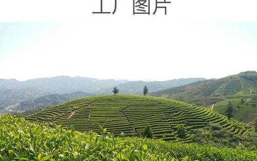 安溪铁观音批发