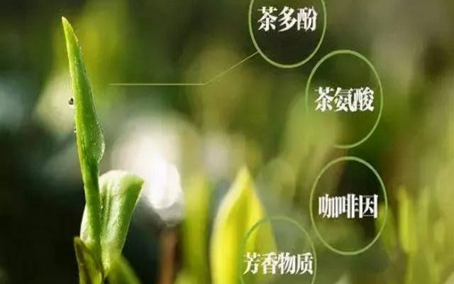 茶氨酸的功效与作用