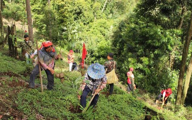毁林百亩种茶被拘 毁林百亩种茶被拘