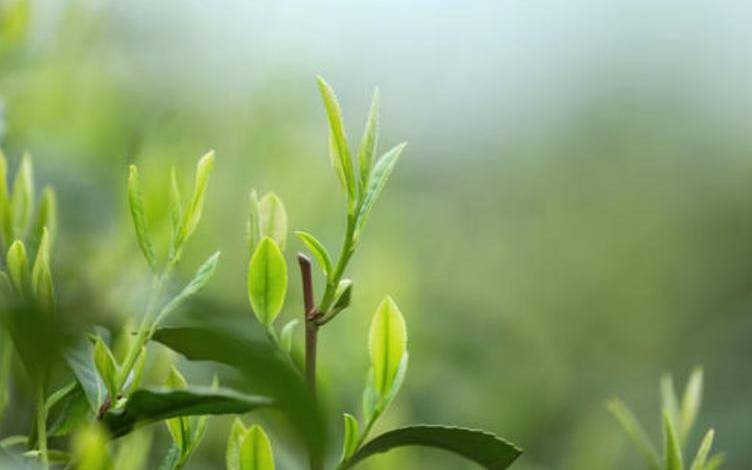 雨前茶什么意思