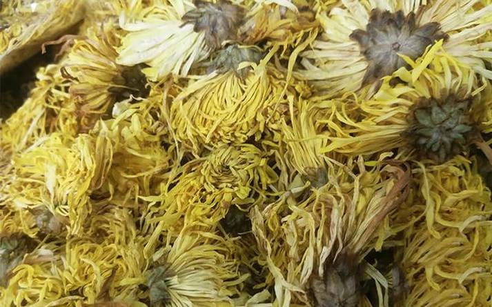 菊花是寒性的吗 菊花是寒性的吗