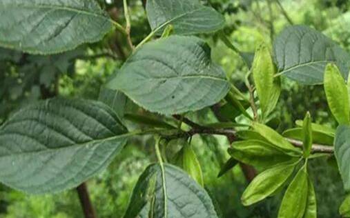杜仲茶的功效与禁忌 杜仲茶的功效与禁忌