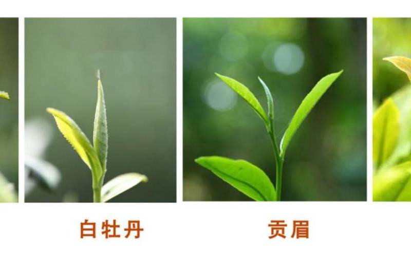 白茶的种类主分为四类 白茶的种类主分为四类