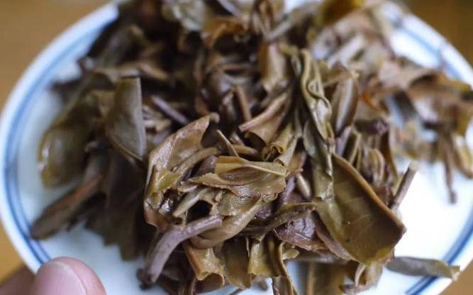 凤凰窝古树茶是哪里 凤凰窝古树茶是哪里