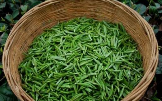 贵州三大名茶是哪三茶 贵州三大名茶是哪三茶