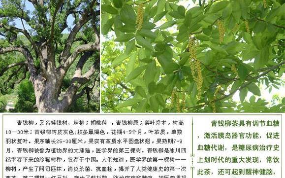青钱柳的功效与禁忌 青钱柳的功效与禁忌