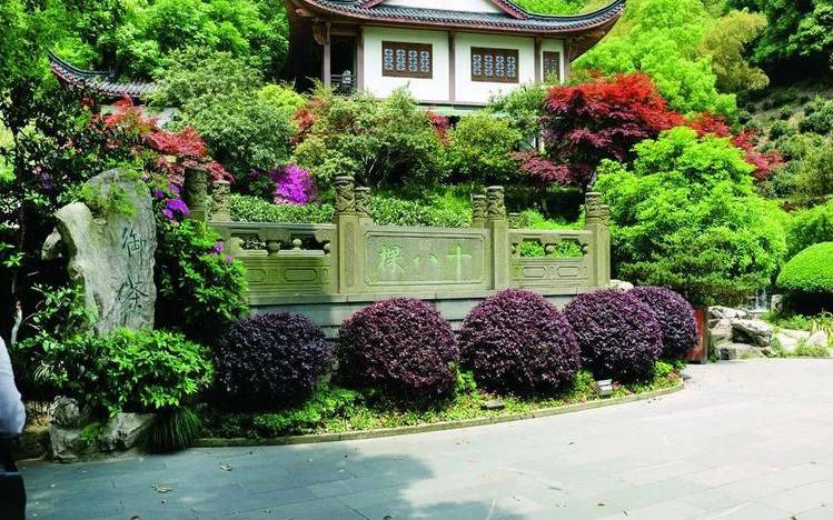 西湖龙井御前十八棵 西湖龙井御前十八棵