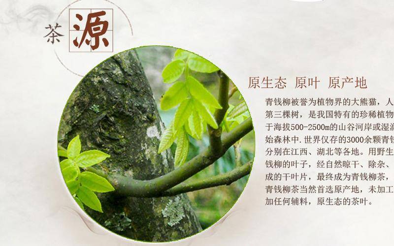 青钱柳茶多少钱500克 青钱柳茶多少钱500克