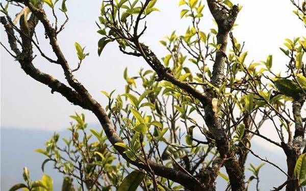坝糯古树茶特点 坝糯古树茶特点