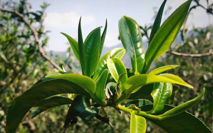 古树茶是什么茶
