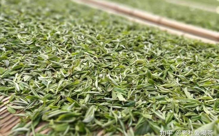福鼎白茶是红茶还是绿茶 福鼎白茶是红茶还是绿茶